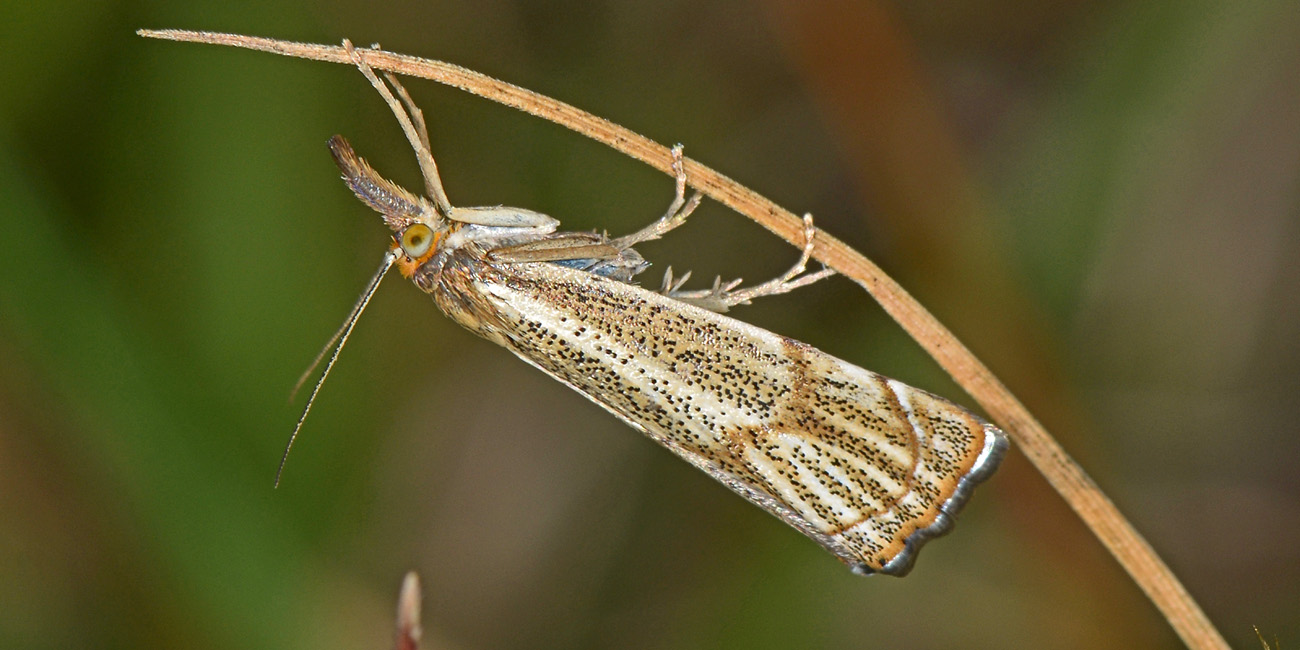 Chrysocrambus sp? No, Thisanotia chrysonuchella, Crambidae